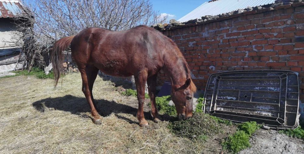 Кобила 155 см висока