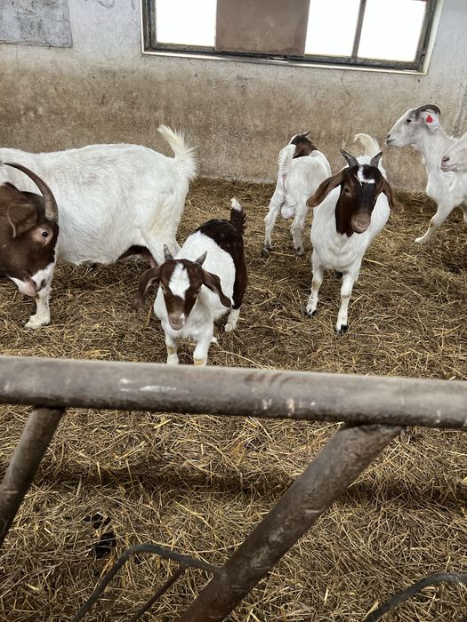Disponibil capre si iezi din rasa Boer vacinate si deparazitate confor