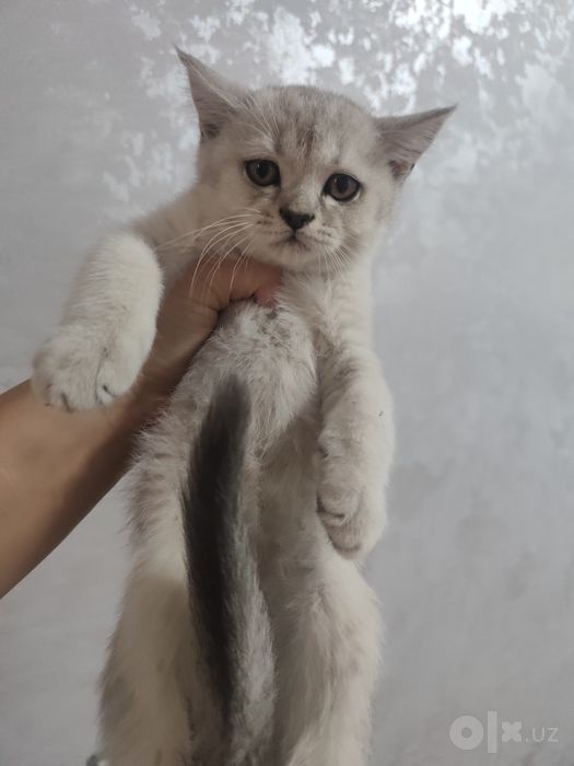 Продам мальчик шиншилла серебро