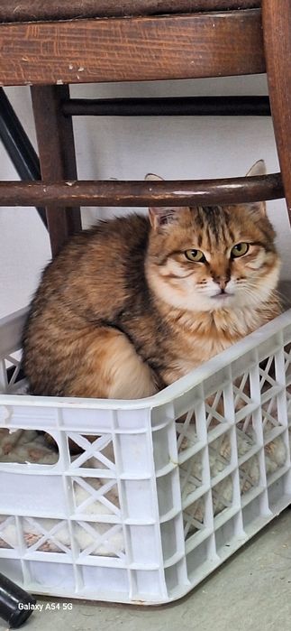 Красивые коты и кошки