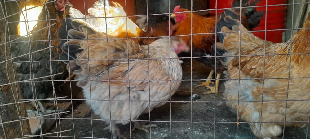 Яйцо Яйцо Яйцо куриное