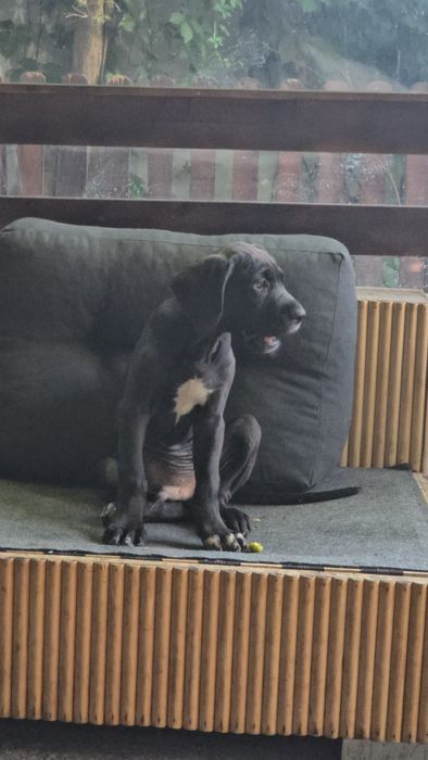 Rasa Dog German 3 luni