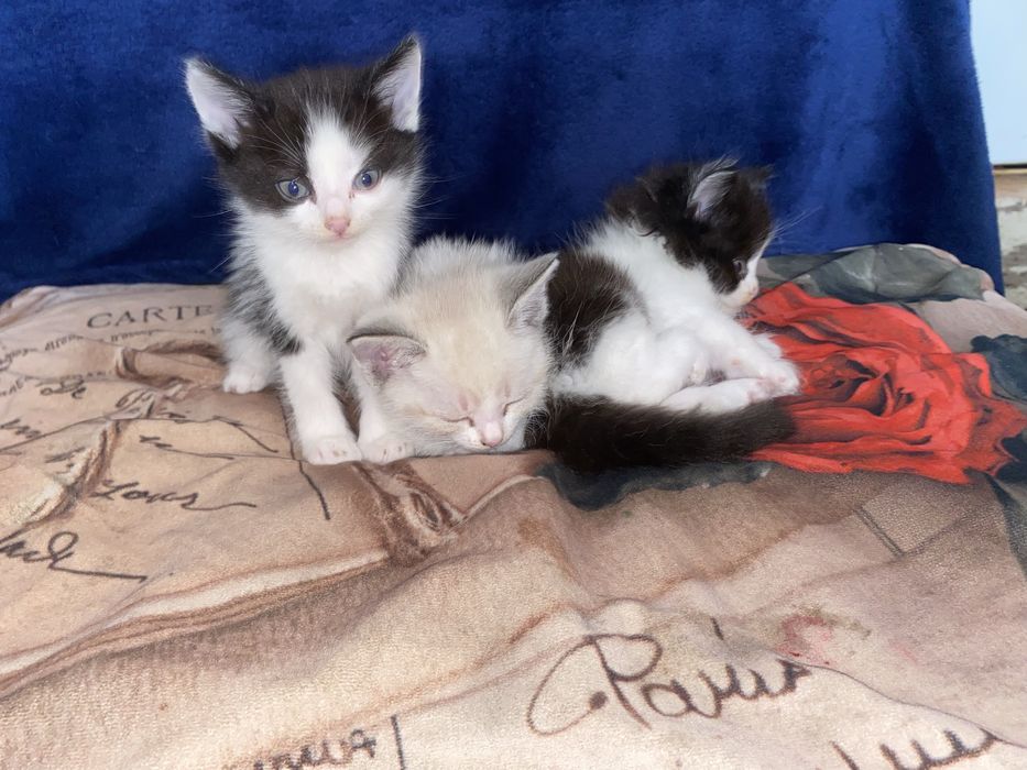 Отдам котят в хорошие руки