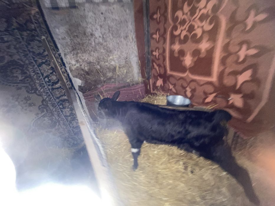 Продам телочку -7 дней