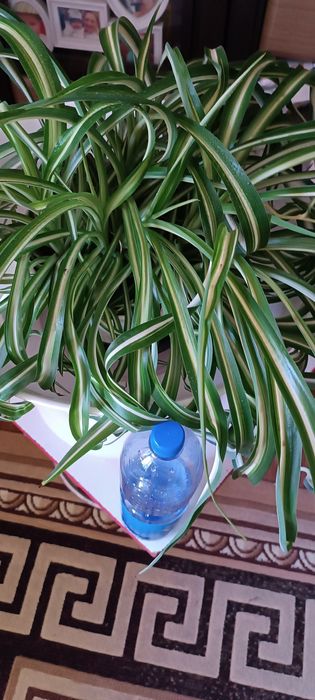 Хлорофитум кудрявый Боня