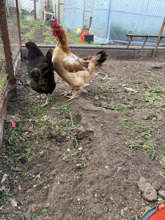 Продам  домашних кур несушек СРОЧНО