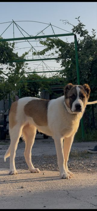 Алабай щенок тяж
