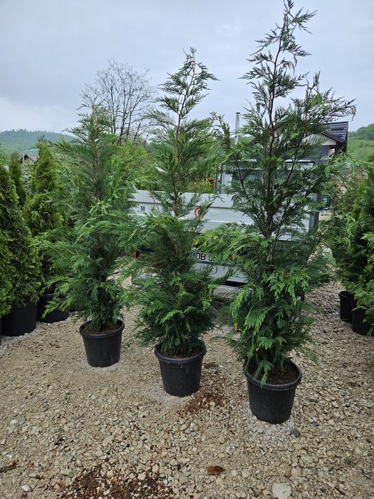 Tuia smaragd de mai multe dimensiuni