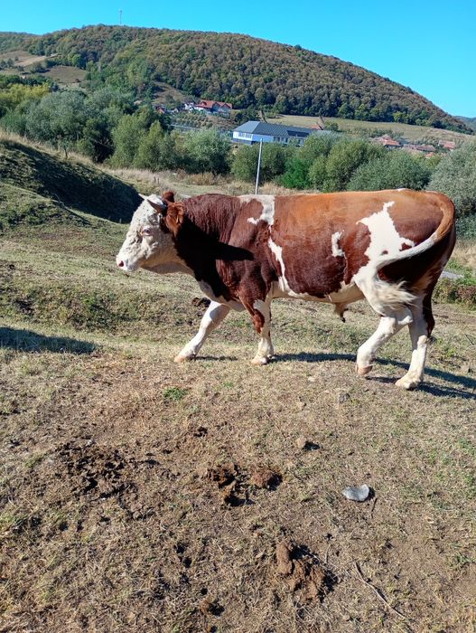 De vânzare taur de vacă