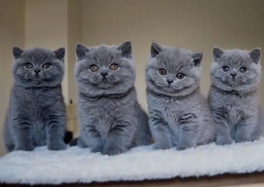 Суперские Шотландцы