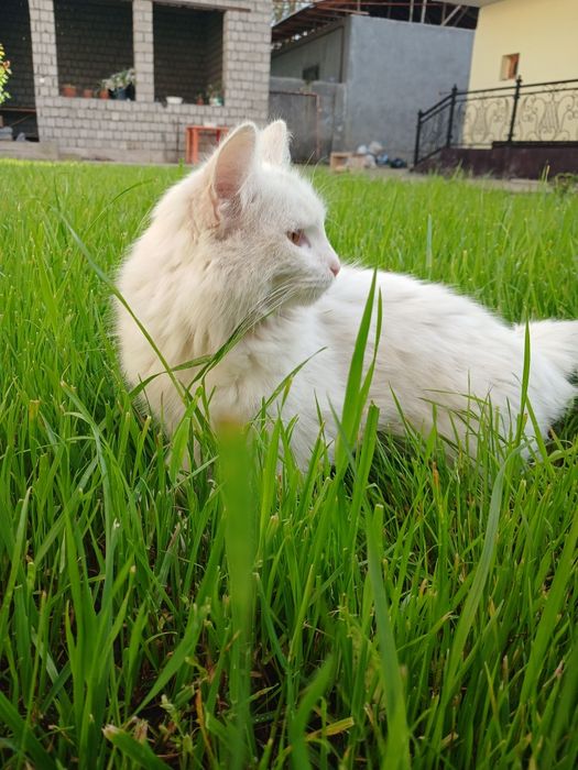 Mushuk sotiladi,1 ga toʻlmagan.