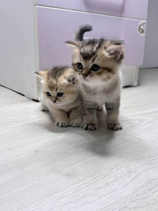 Милые котята,продаются