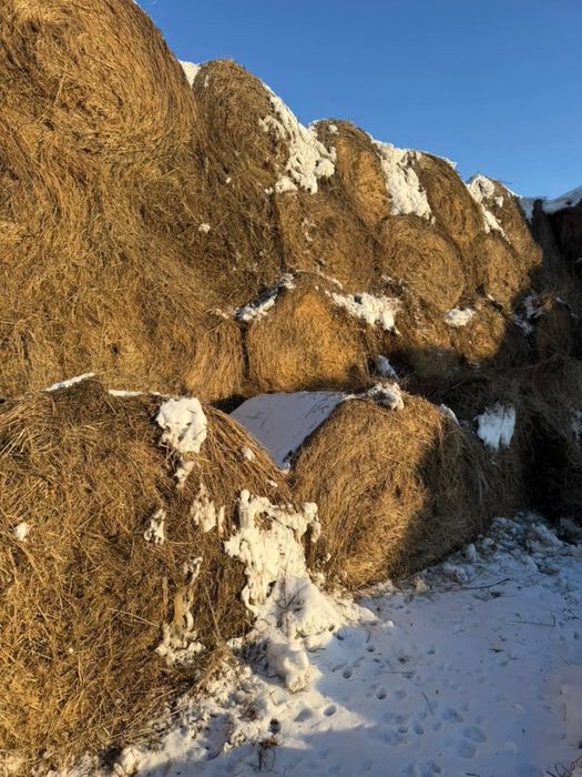 Сено луговое 2024год