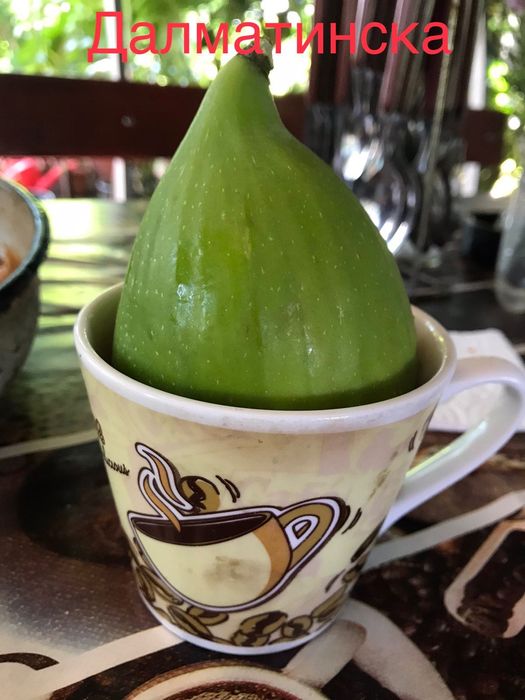 Смокини различни сортове, растения, дръвчета