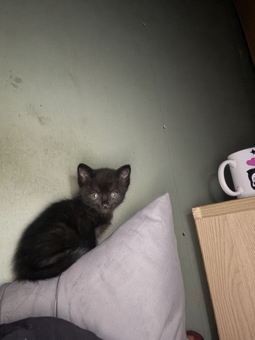 Отдам котят бесплатно