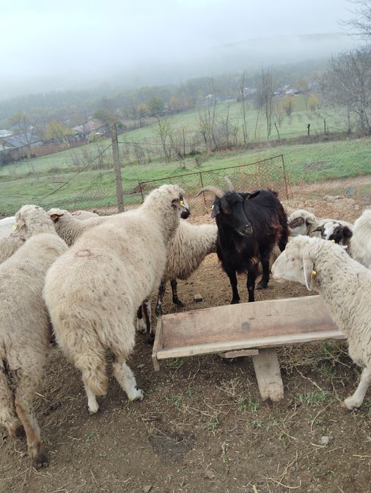 Vând 10 capre și 5 ezi ,sunt capre de ținut nu sunt reforme.