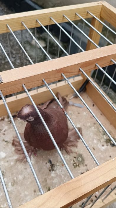 Голубь красный носо чубый