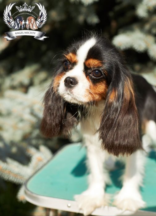 Кавалер Кинг Чарльз Спаниель девочка блейнхейм