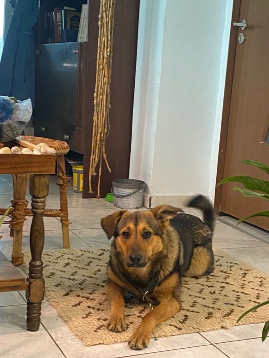 Куче, чисто и много обичливо