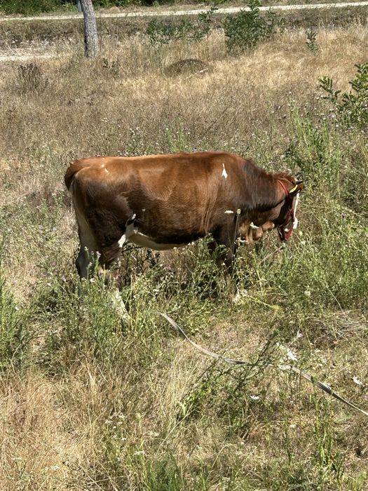 Vaca alb cu maro in varsta de 1 an nefatata