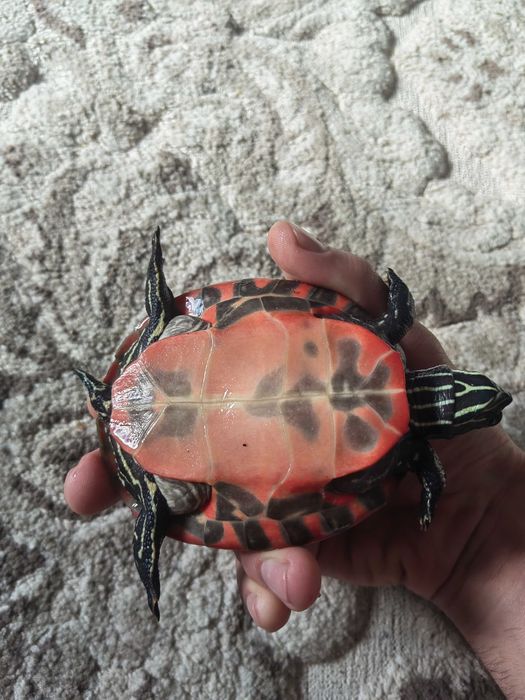 Painted Turtle / Broască țestoasă acvatică + recipient