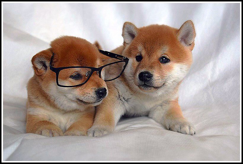 сибочки на продажу