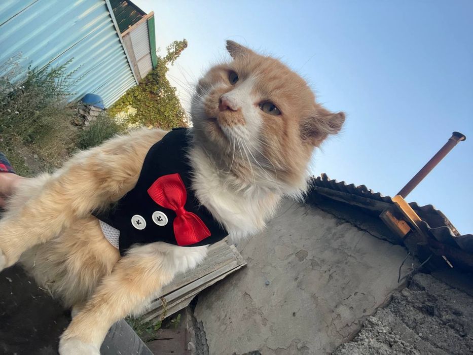 Добрый сильный котик в хорошие руки