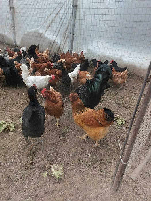 Продавам оплодени яйца за инкубация