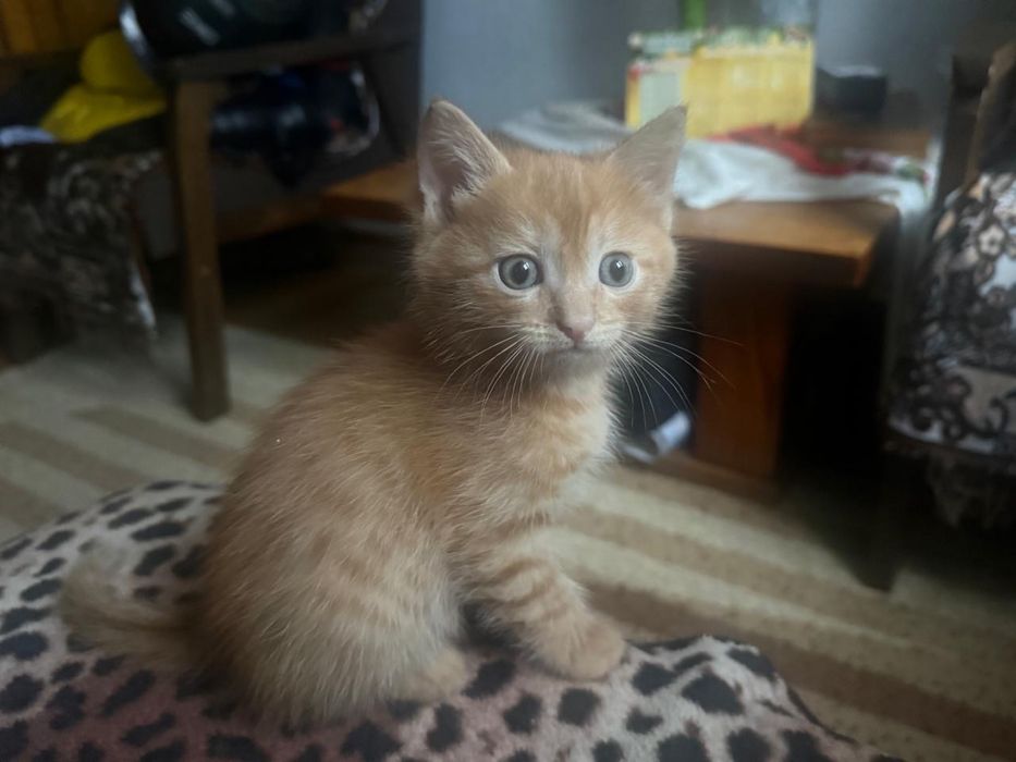 Отдам котенка в добрые руки!