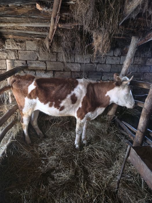 Продам нетель жирная на откорме