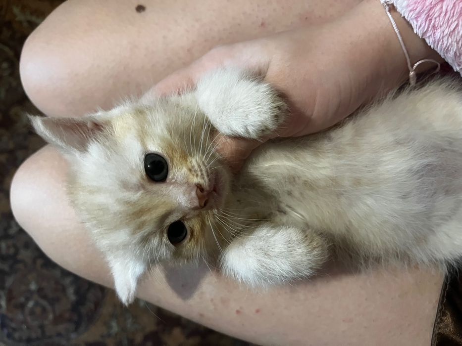 Отдам котят даром