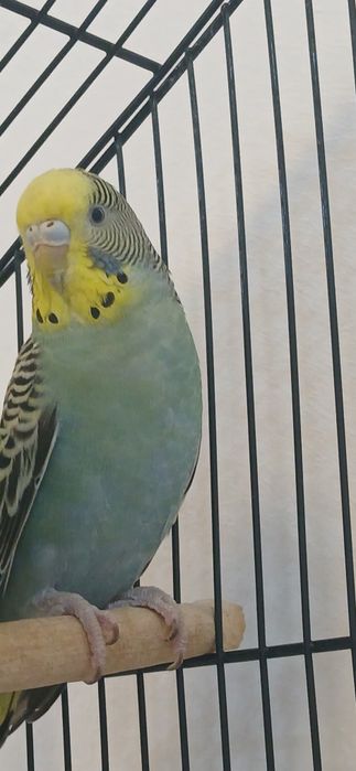 Продам 3 волнистых попугаев,