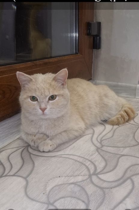 Персик ищет мампап. Доставлю!