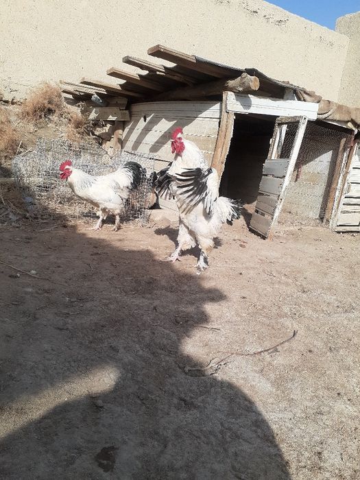 Светлые брама тухуми сотилад