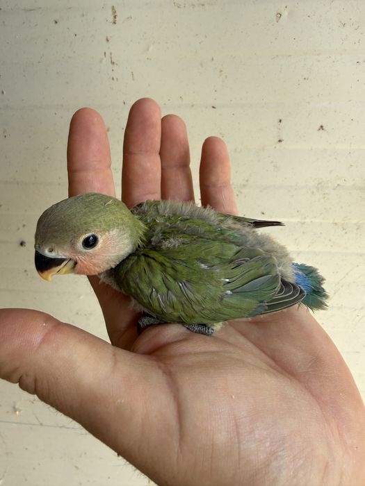 Papagali agapornis pui si adulti amorezi agaponis