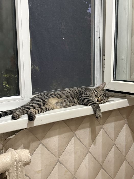 Отдам кота с добрые руки