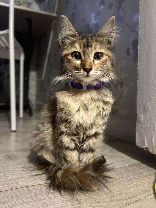 Котенок в добрые руки!