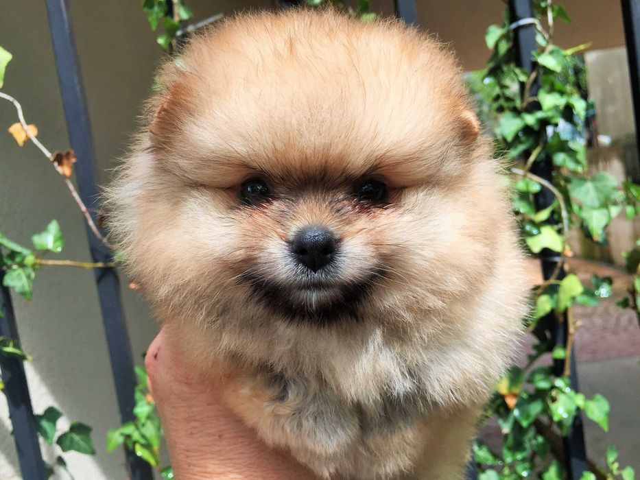 Померан мини Померанчета