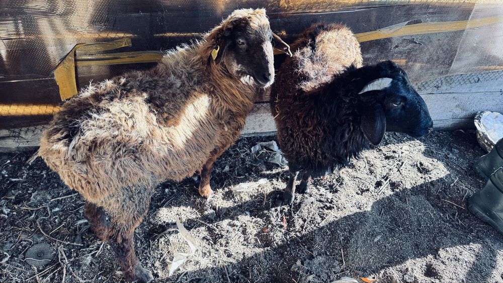 Продам 11 месячных кошкаров