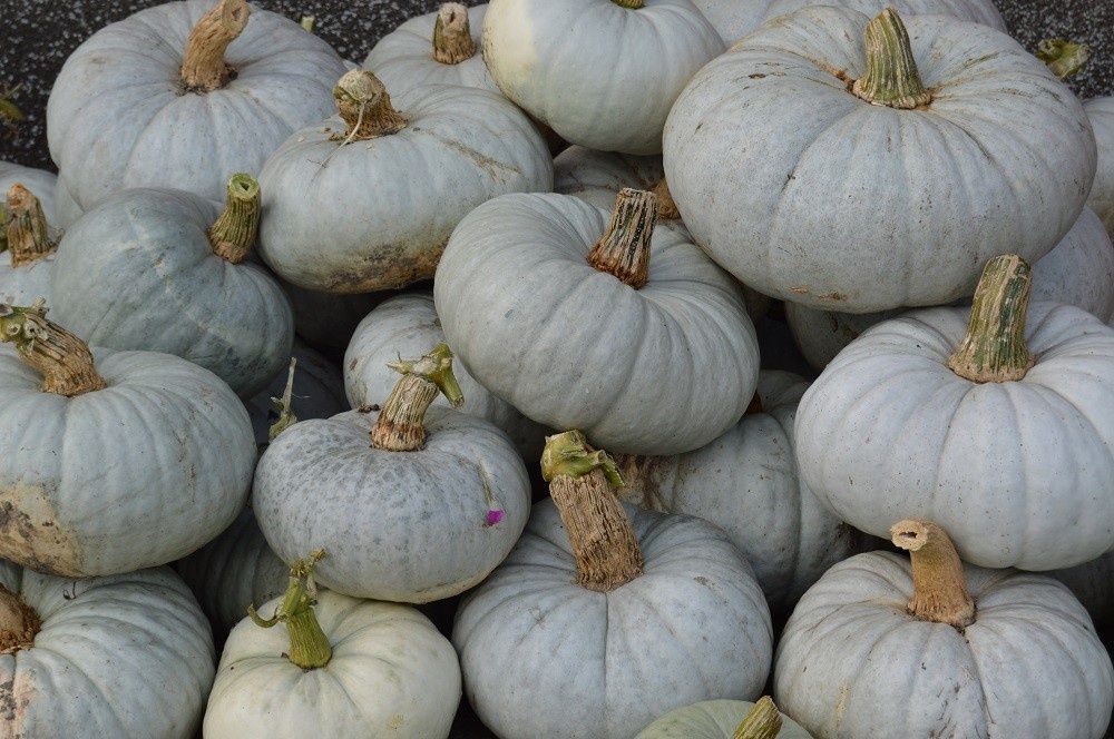 Seminte Dovleac de Copt