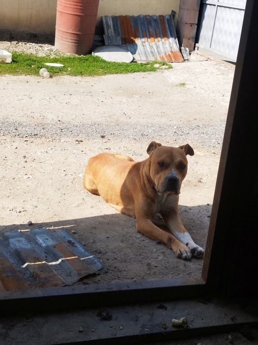 Продам стаффорд девочка