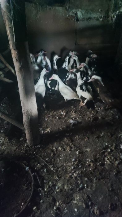 Продам кроликов и индоуток.