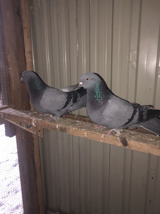 Сизи шерахахост.