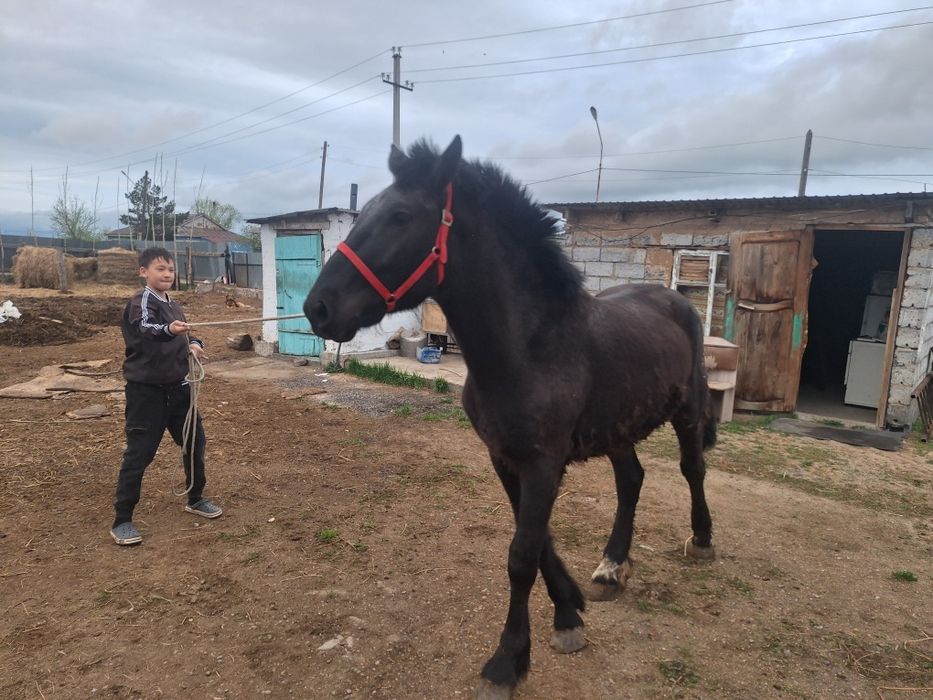 2 жаска енді толған құнан сатылады