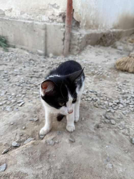Кошкий бесплатно