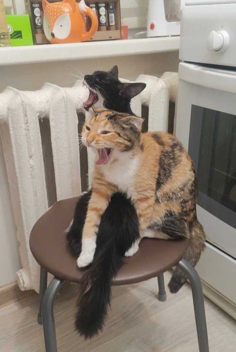 Отдам котят в паре