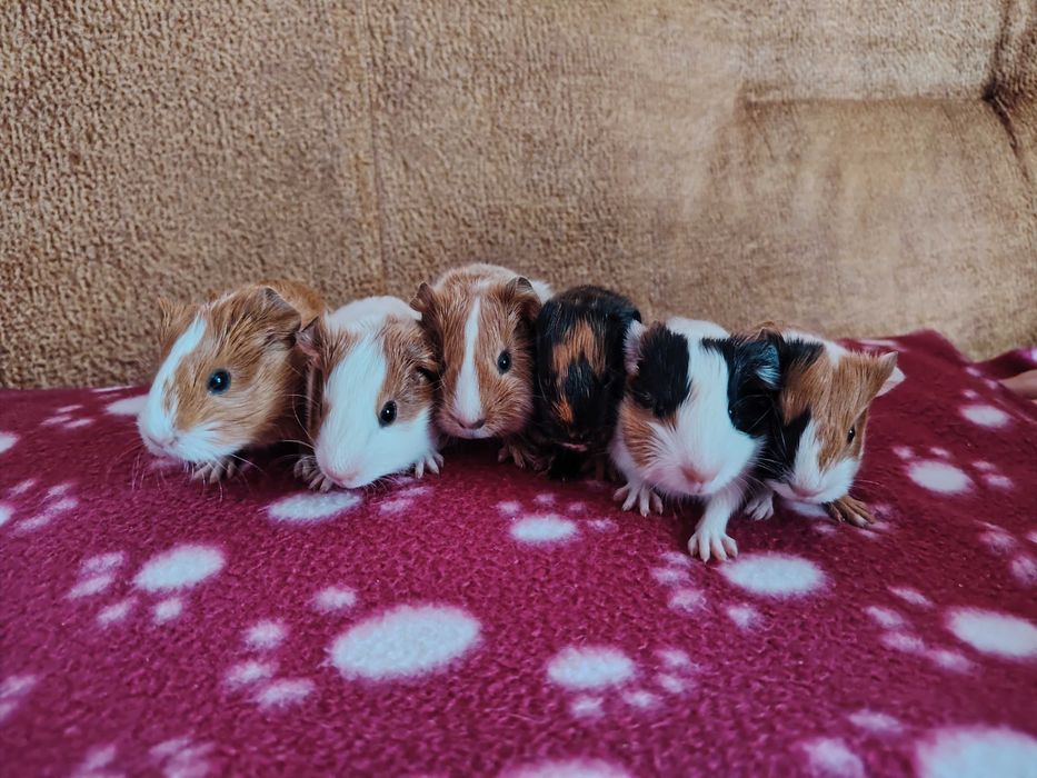 Pui de porcusori de guineea