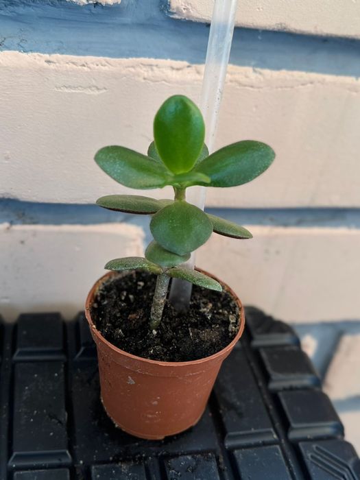 Комнатные цветы в ассортименте