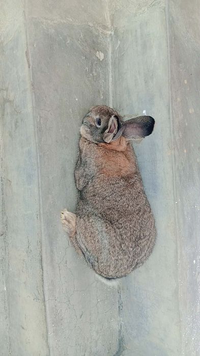 Iepuri diferite vârste