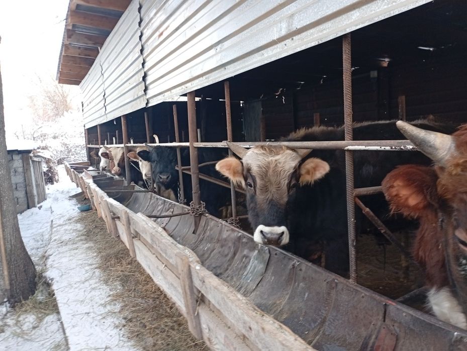 Продам быков в круг